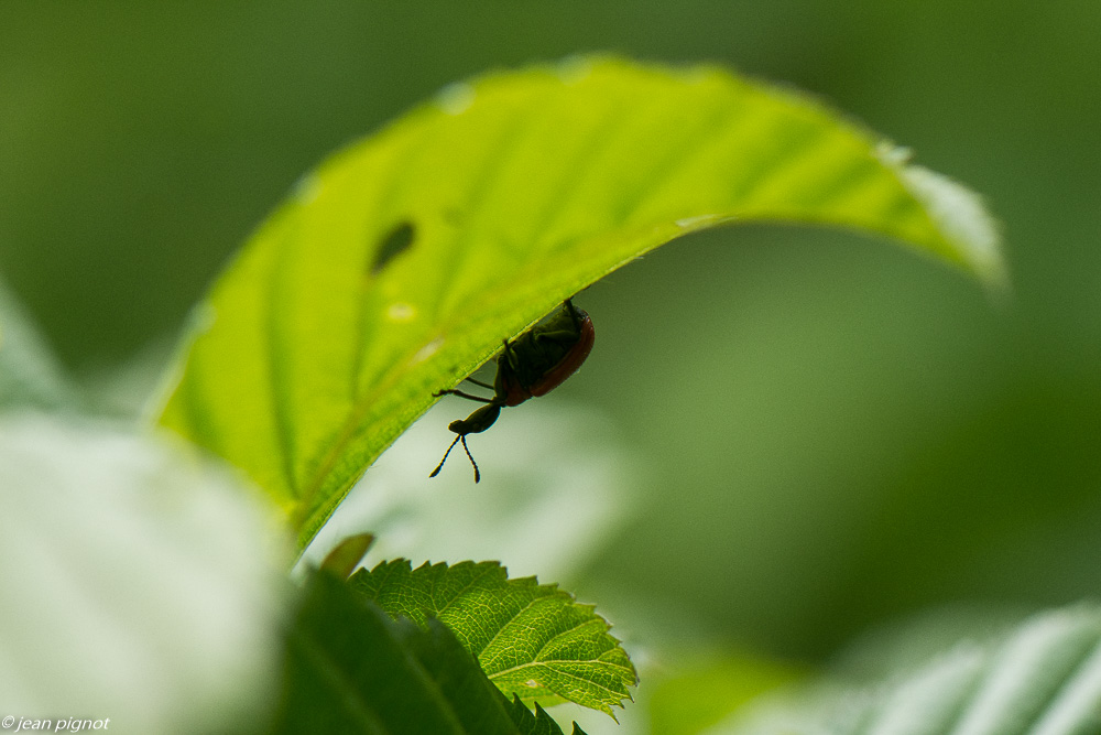 insectes de la haie 05 2020-2161.jpg