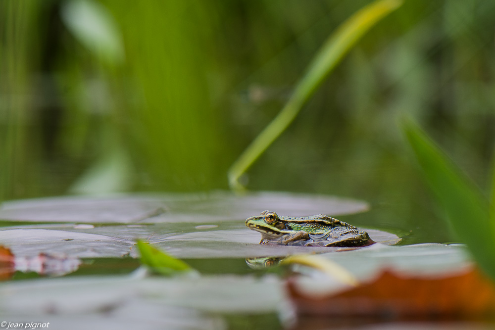grenouilles vertes 05 2020-2750.jpg