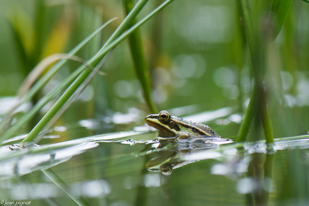 grenouilles vertes 05 2020-2775-2.jpg