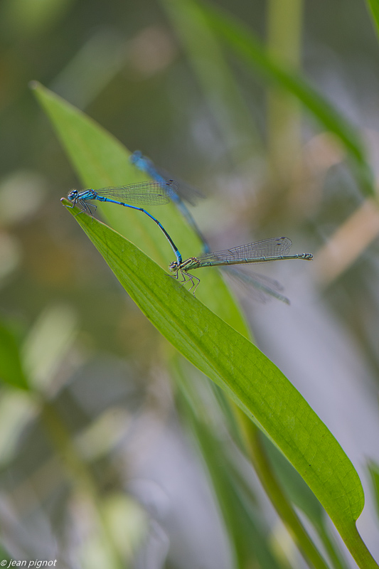 agrillons 05 2020-2765.jpg