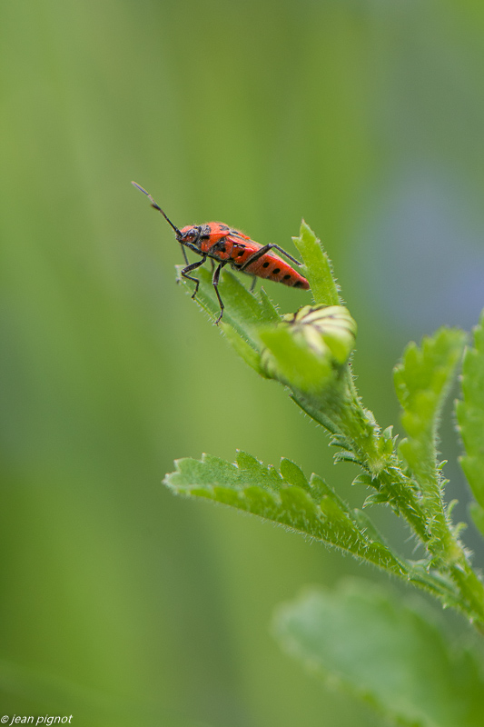 punaise rayée 05 2020-2778.jpg