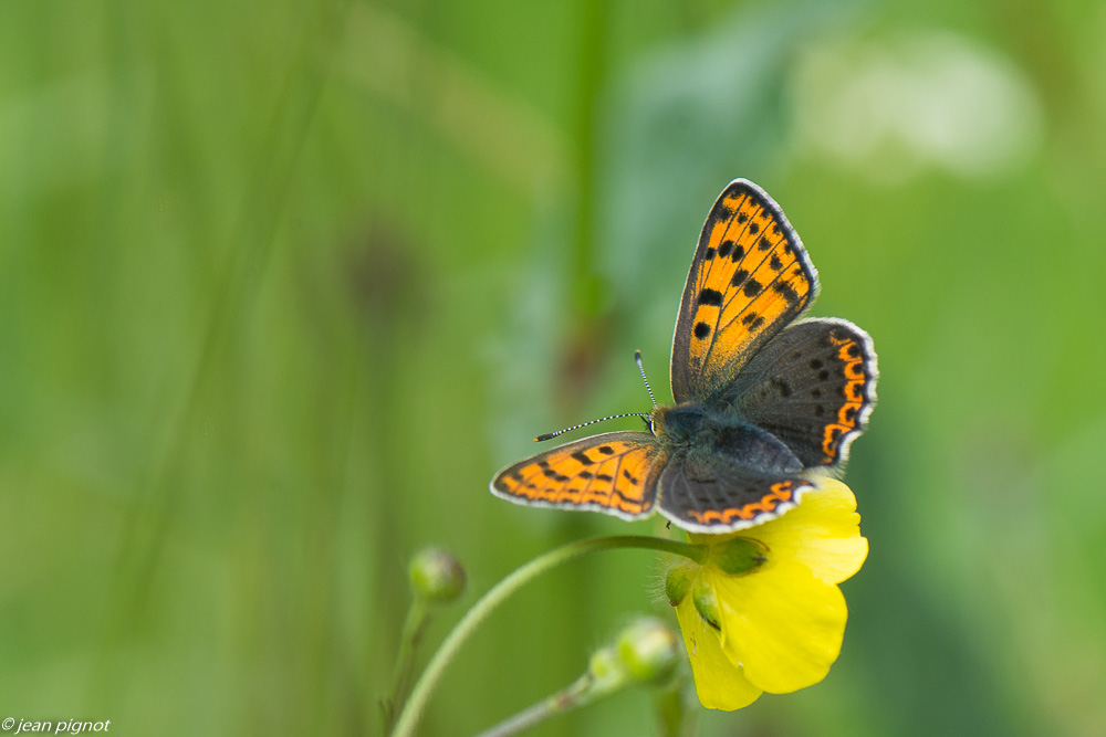 argus myope 05 2020-2796.jpg