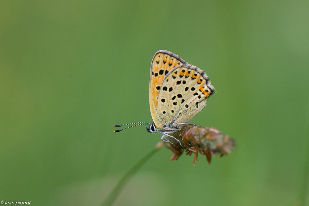argus myope 05 2020-3017.jpg