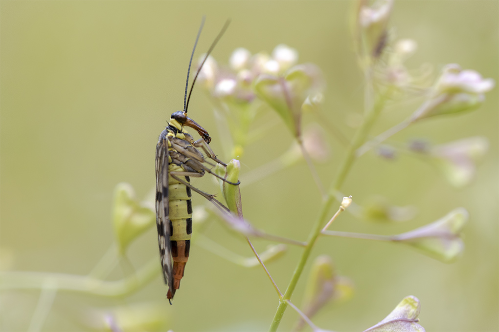Mouche scorpion (3).jpg