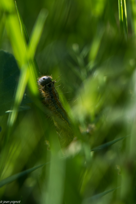 chenille  05 2020-3159.jpg