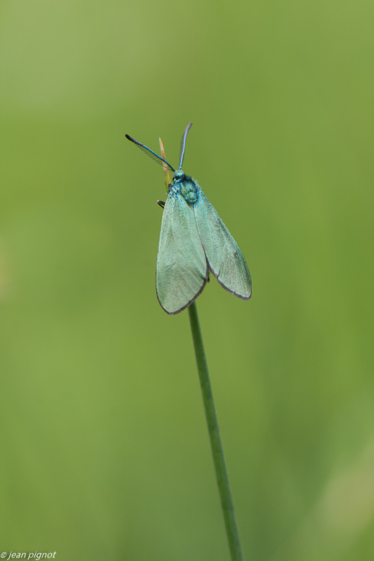 zygene 05 2020-3140.jpg