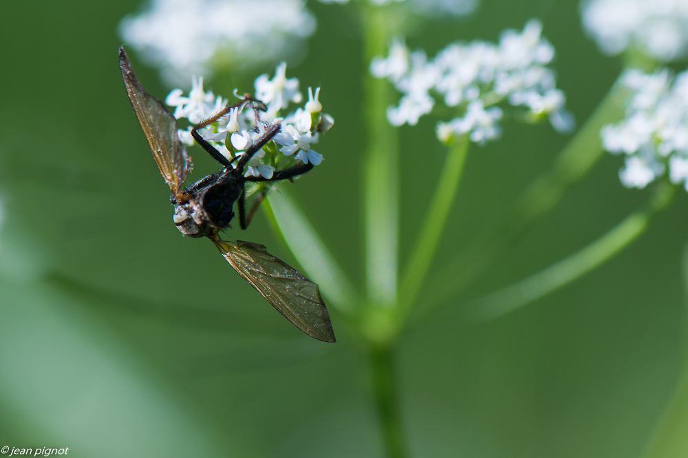 insectes des ombelliféres 05 2020-3154.jpg