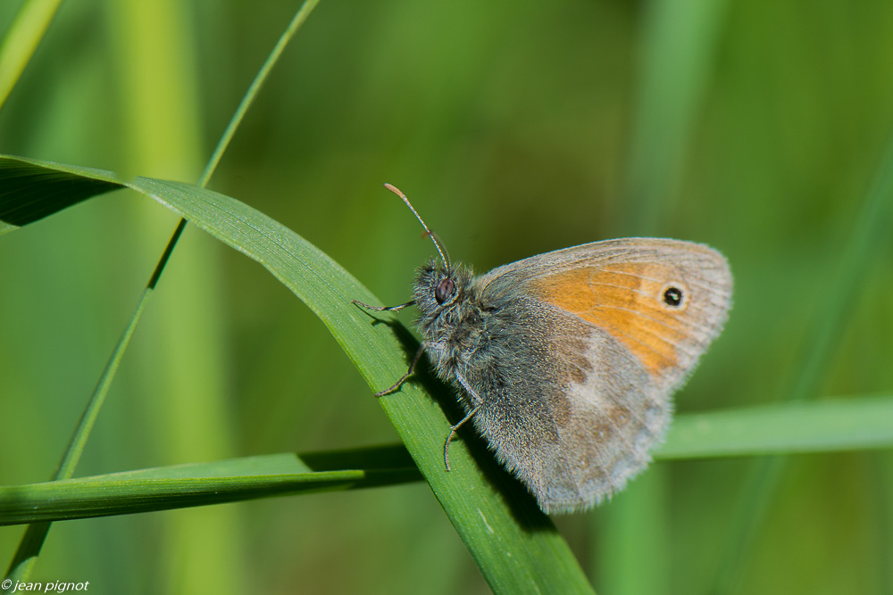 fadet commun 05 2020-3194.jpg