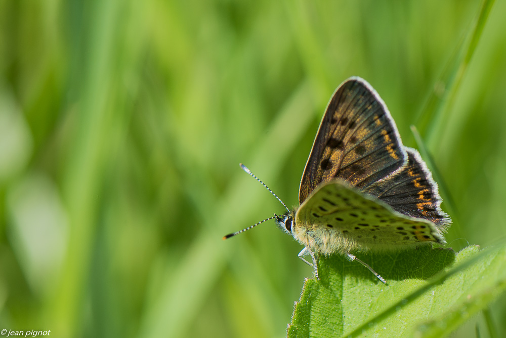 argus myope 05 2020-3207.jpg