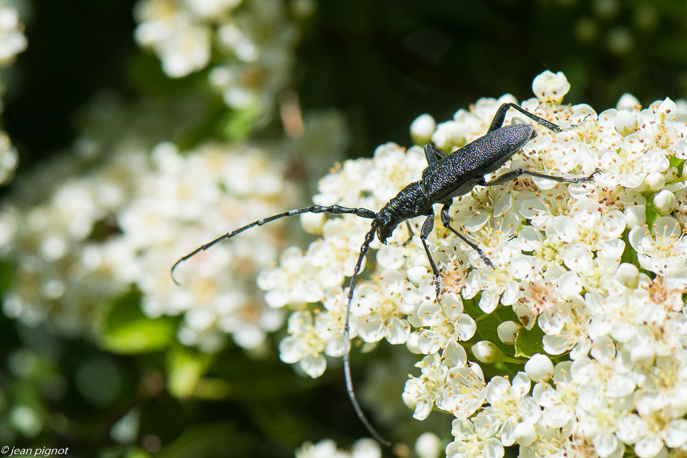 insectes du pyraquanta 05 2020-3265.jpg