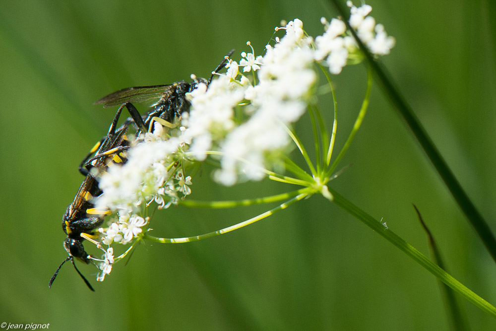insectes des ombelliféres 05 2020-3238.jpg