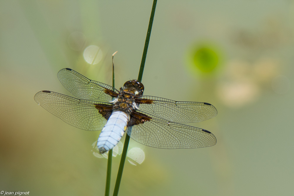 depressa 05 2020-3303.jpg