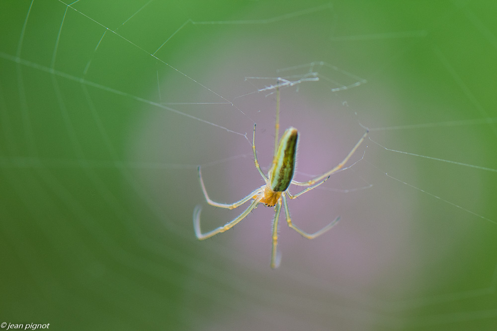 araignée tétragnathes 05 2020-2913.jpg