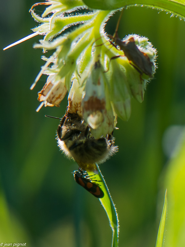 bourdon 05 2020-3319.jpg