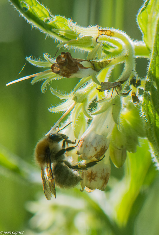 bourdon 05 2020-3495.jpg
