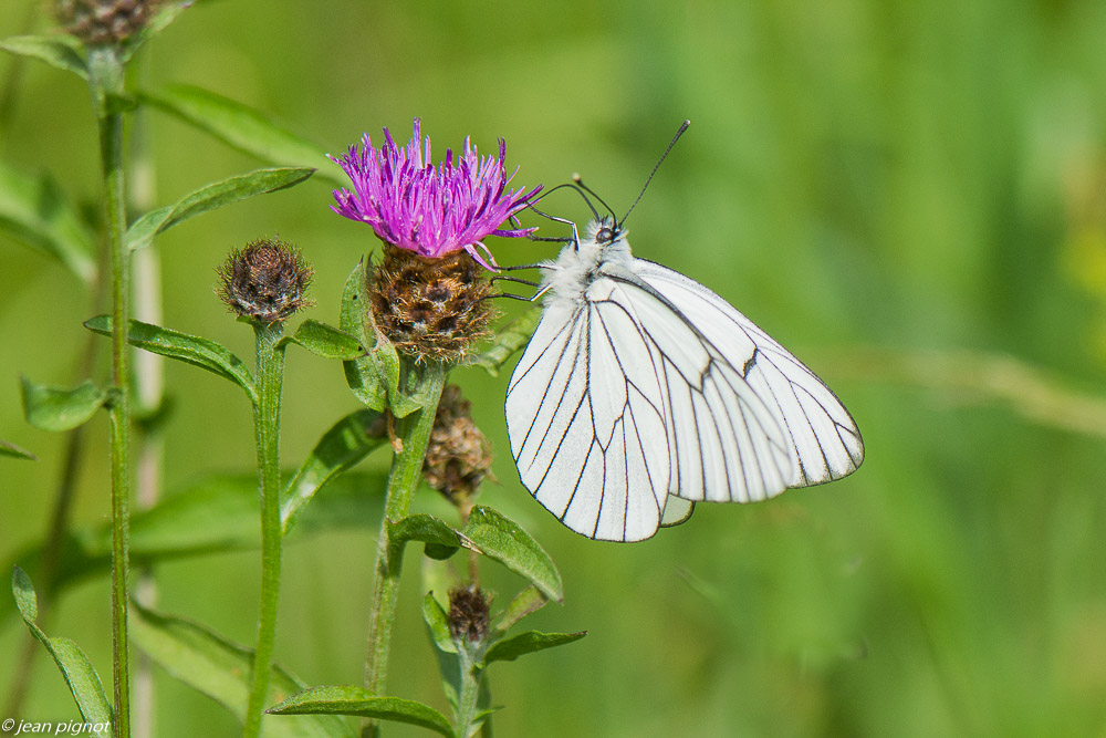 gazé 05 2020-3878-2.jpg