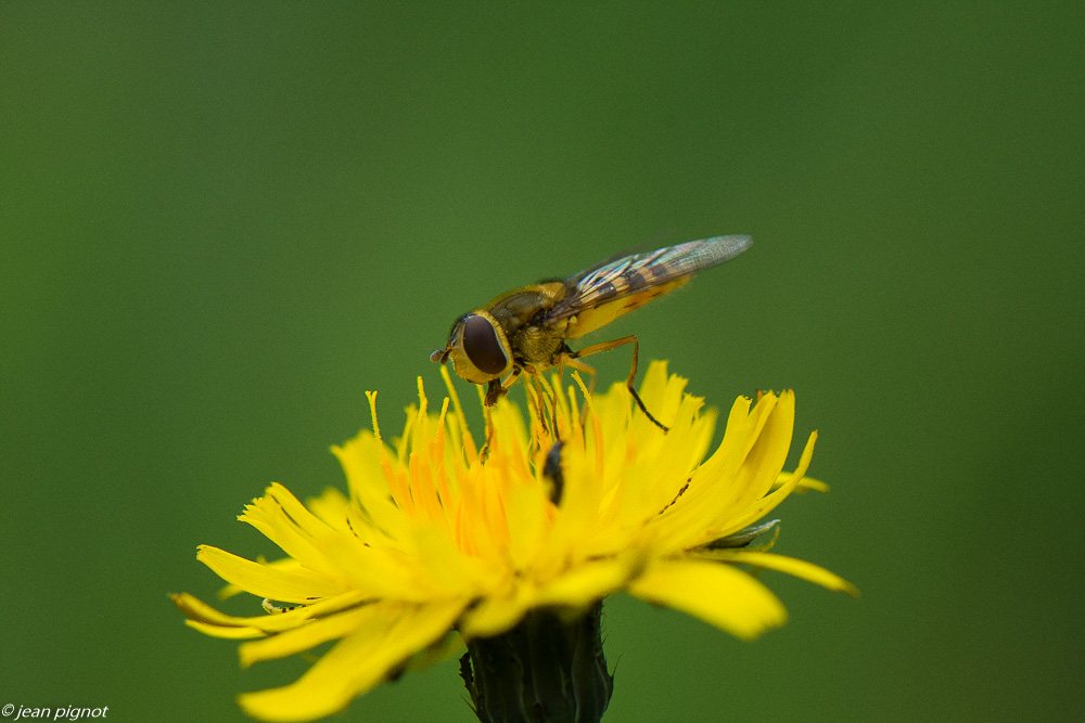 syrphe 05 2020-3858.jpg