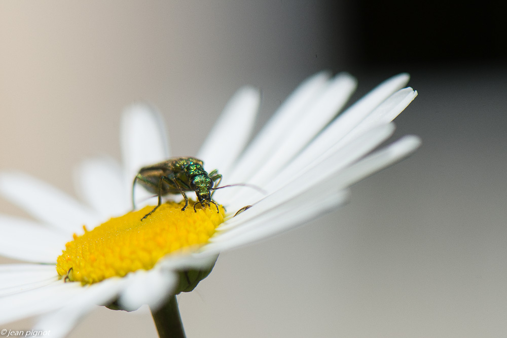 insectes des margueurites 05 2020-4001.jpg