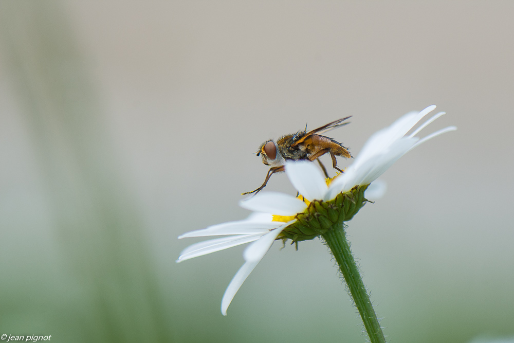 insectes des margueurites 05 2020-4066.jpg