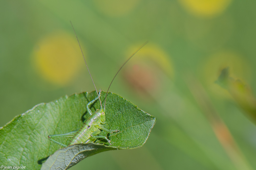 sauterelle verte 05 2020-4090.jpg