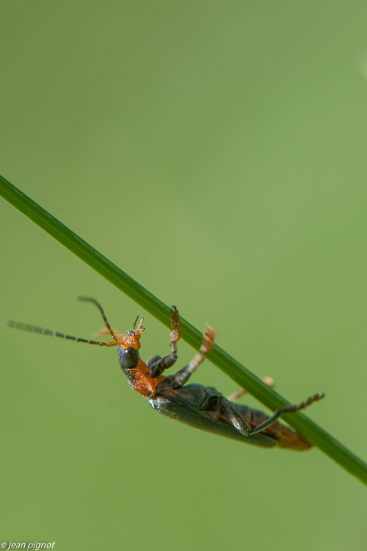 insectes du champs 05 2020-3811.jpg