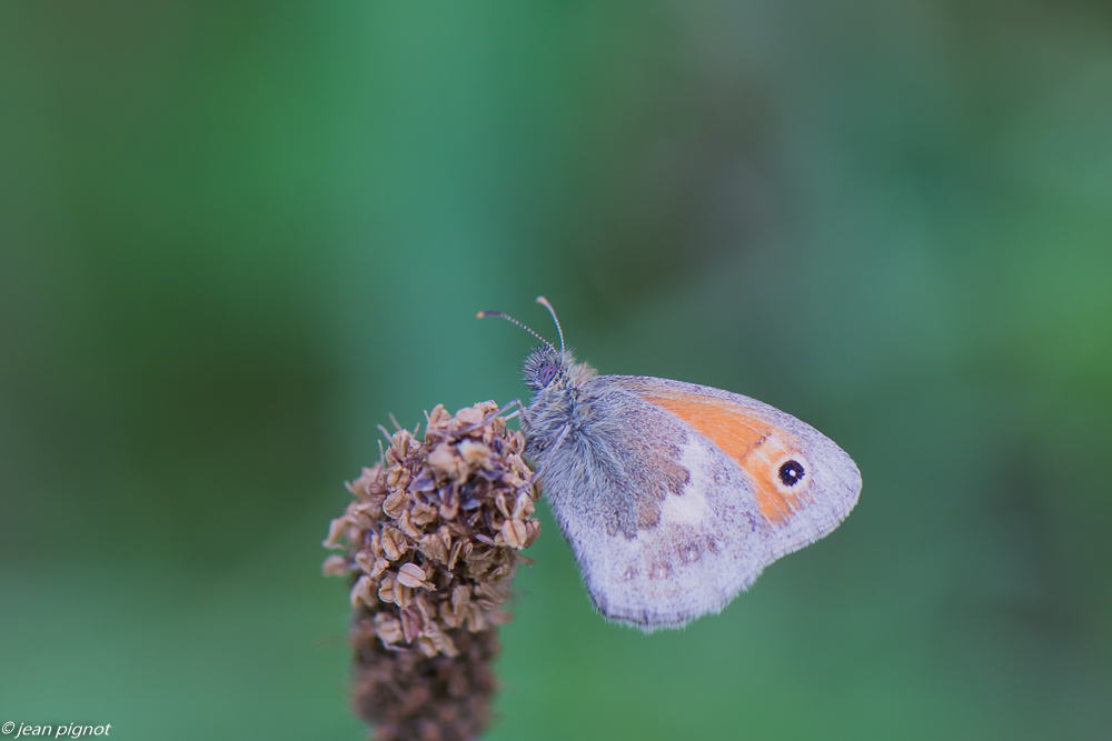 fadet commun 05 2020-3895-3.jpg