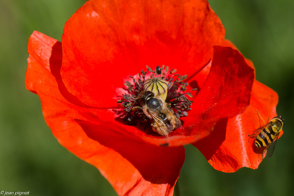 insectes coquelicots 05 2020-4372.jpg