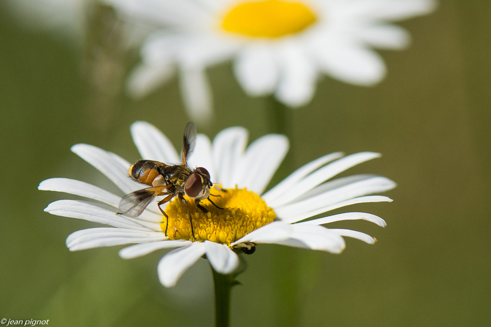 insectes des margueurites 06 2020-4398.jpg