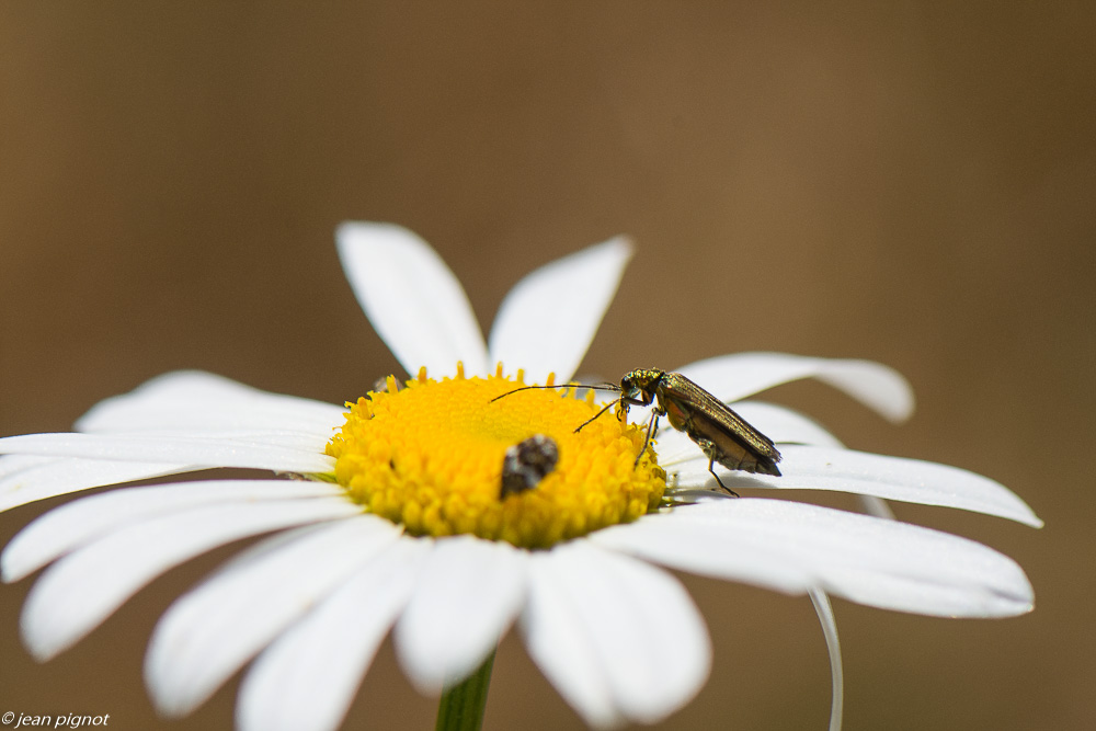 insectes des margueurites 06 2020-4475-2.jpg