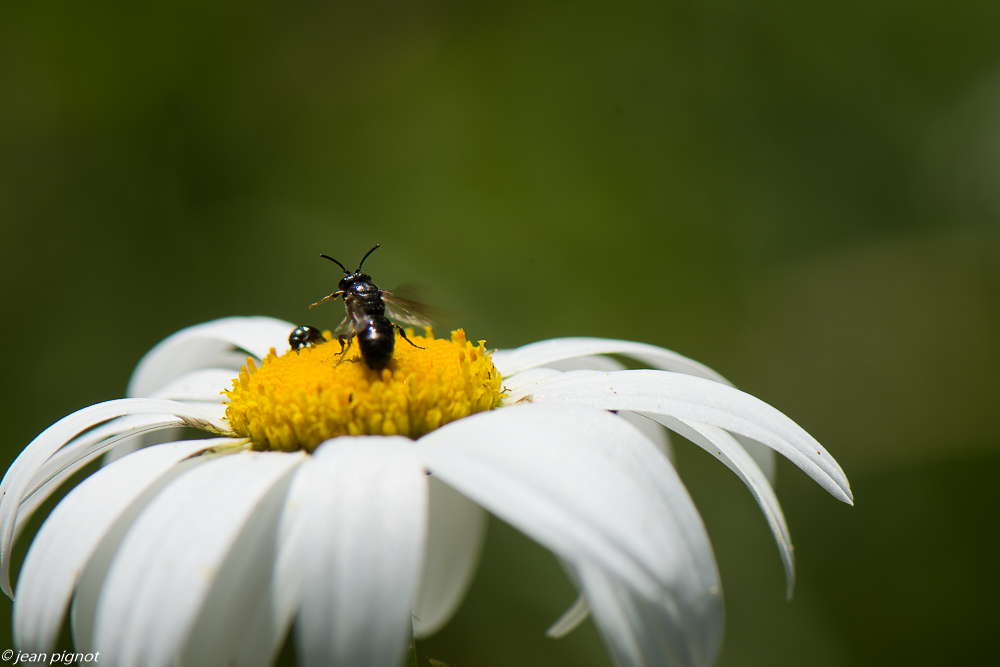 insectes des margueurites 06 2020-4508.jpg