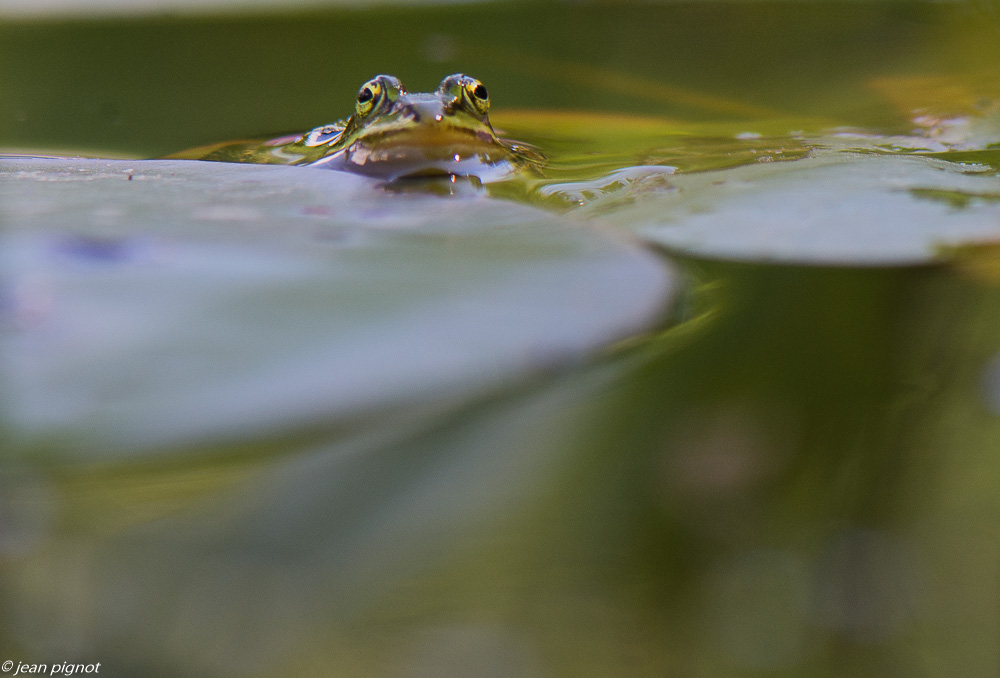 grenouilles vertes 05 2020-4597.jpg