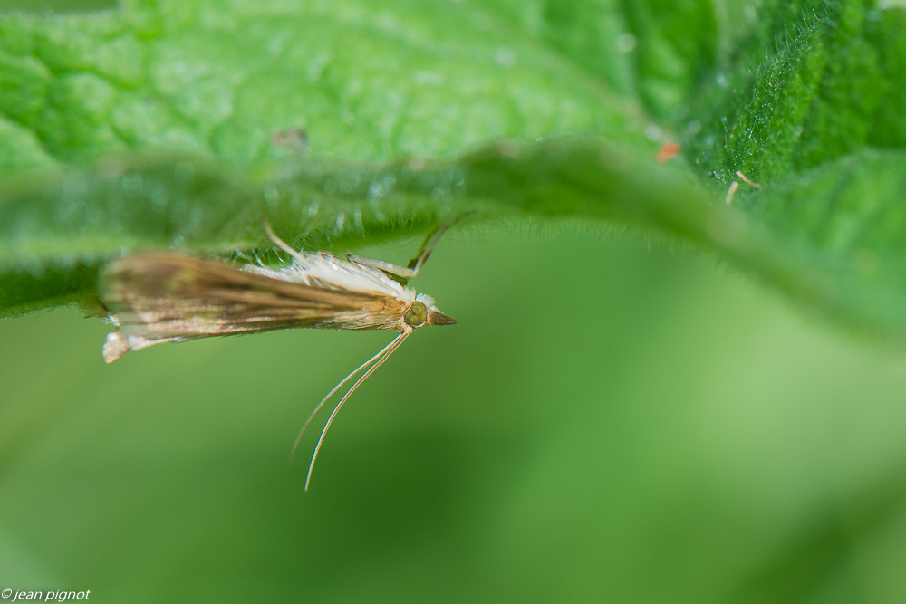 papillon inconu 06 2020-4650-2.jpg