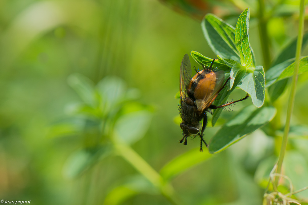 insecte du champs 06 2020-4659.jpg
