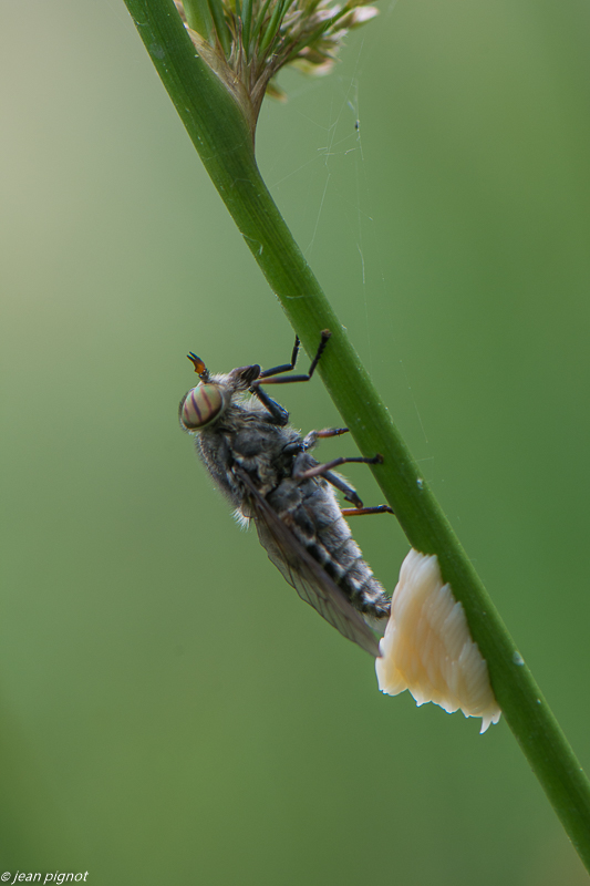 mouche 06 2020-4797.jpg
