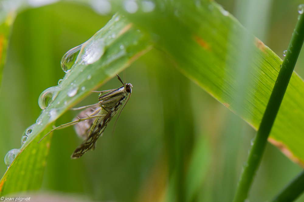 papillon inconu 06 2020-4761.jpg