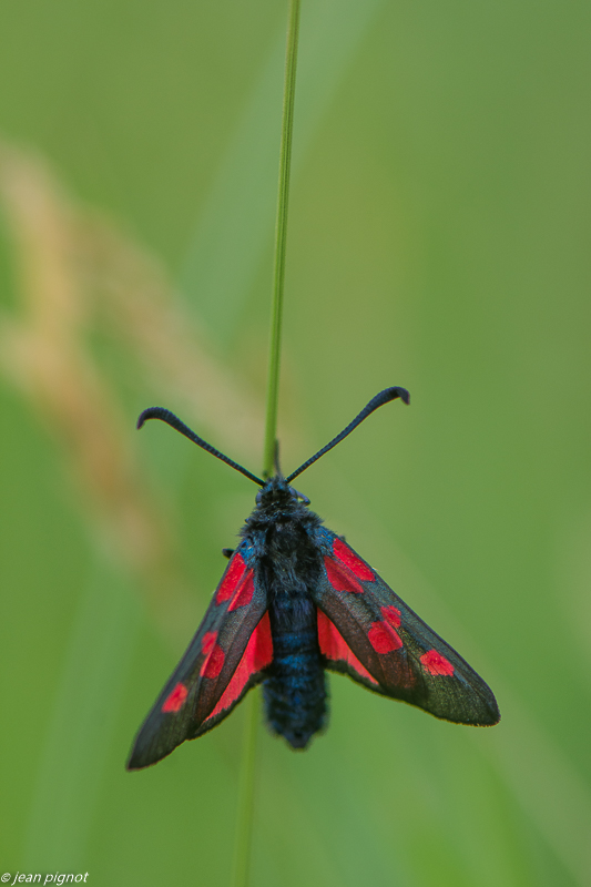 zygene 06 2020-4772.jpg