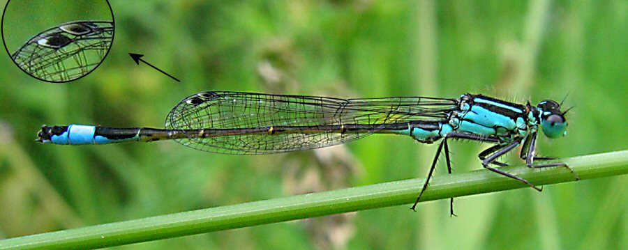 agrion_elegant_m1bis.jpg