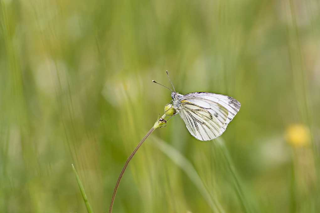 gazé 08 05 7.jpg