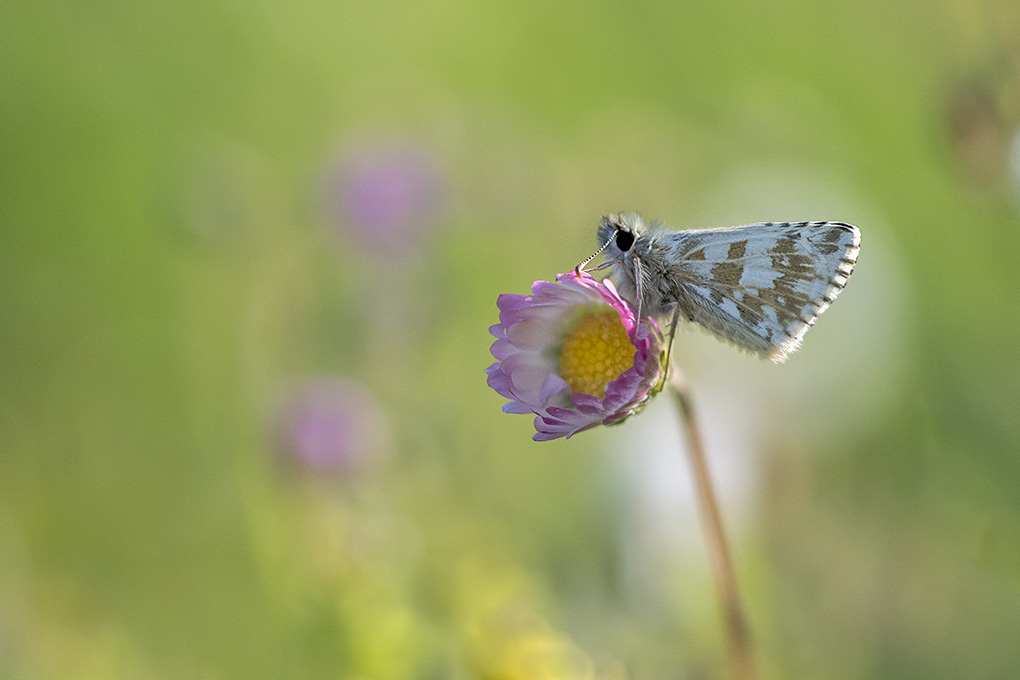 Le tacheté (Pyrgus Malvae) 06 05 11.jpg