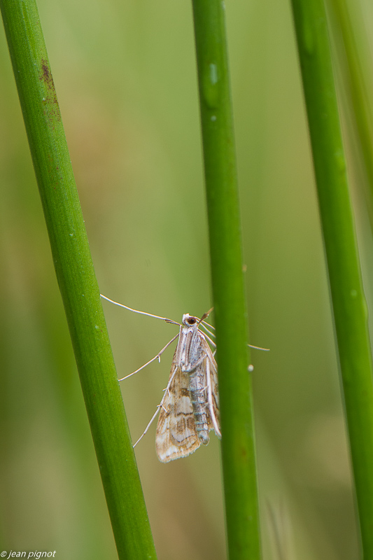 papillon hydrocampe 06 2020-4936.jpg