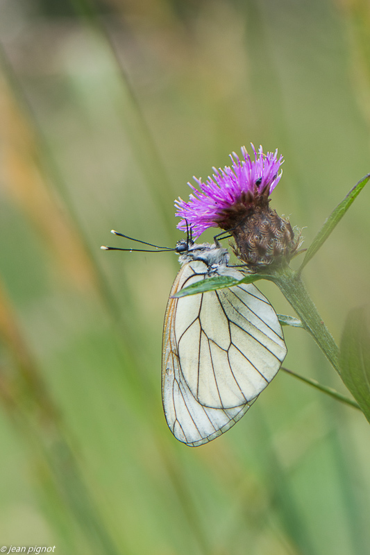 papillon gazé 06 2020-4928.jpg