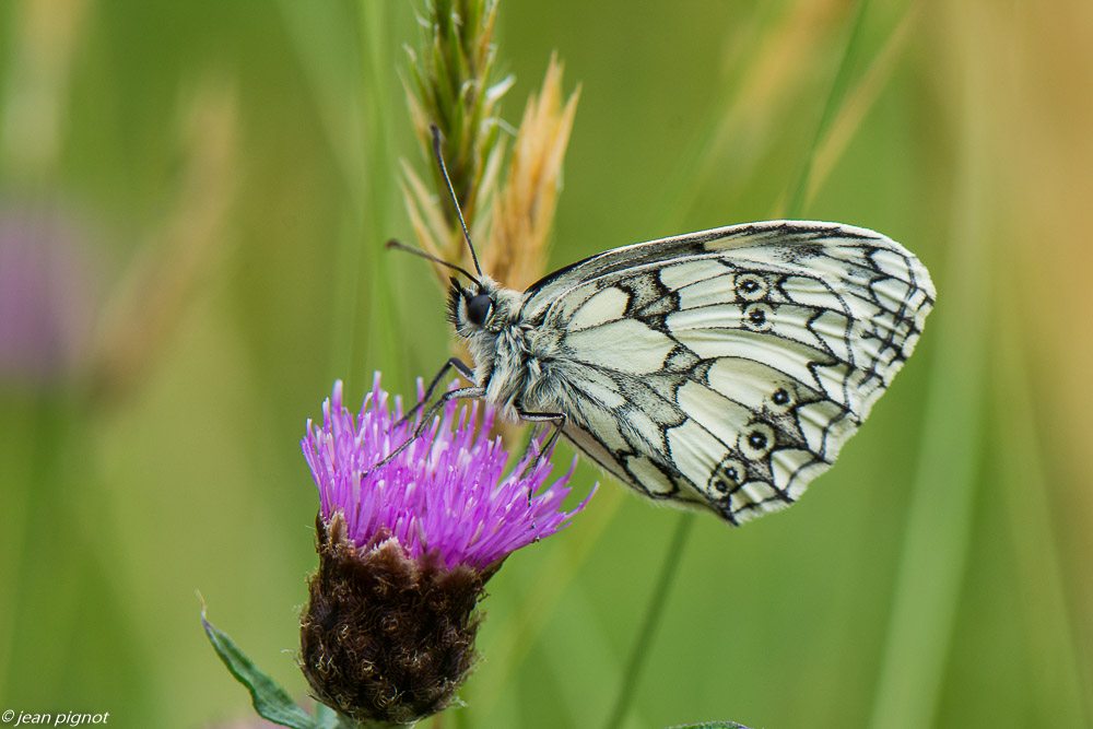 papillon du champs 06 2020-4950.jpg