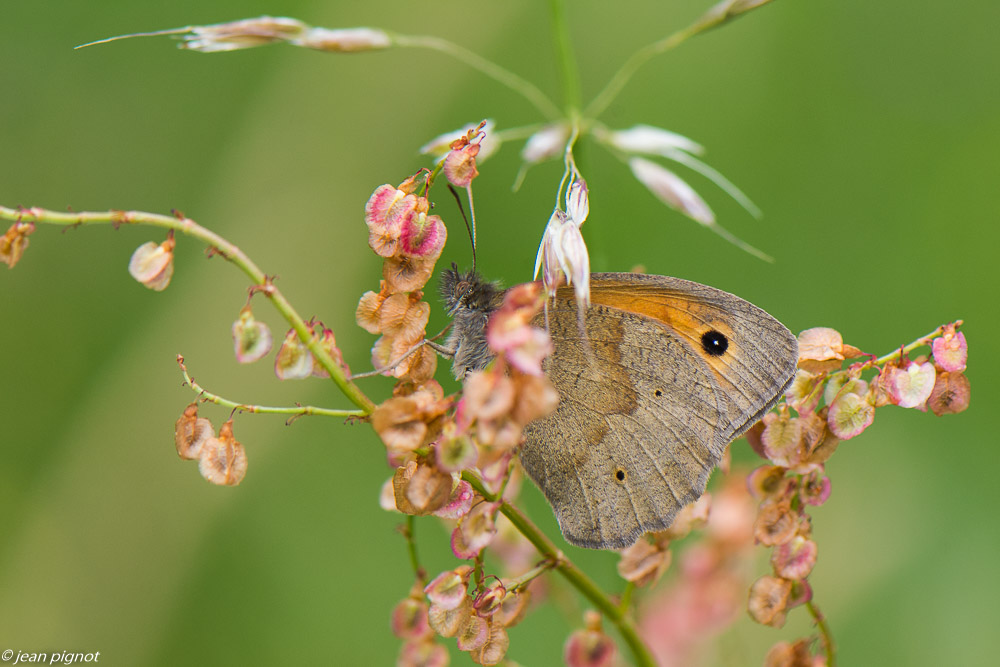 papillon du champs 06 2020-4949.jpg
