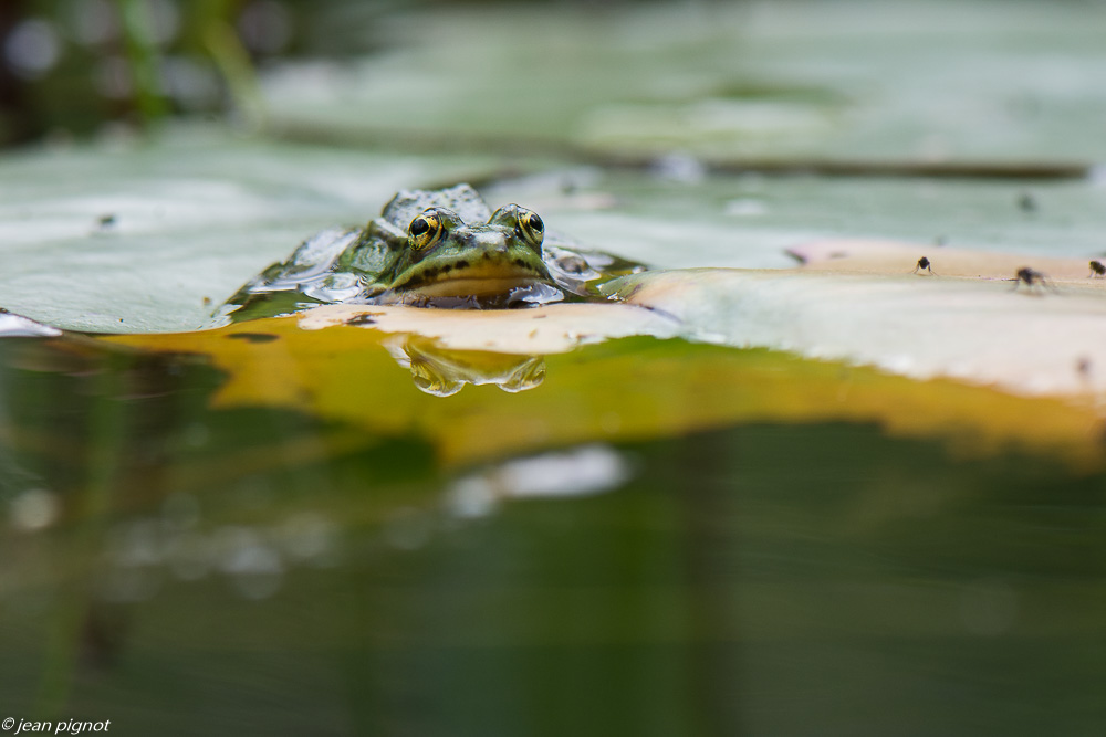 grenouille verte 06 2020-4975.jpg