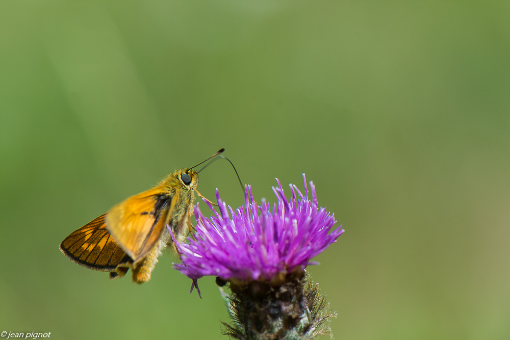 papillon hespérie 06 2020-5090-2.jpg
