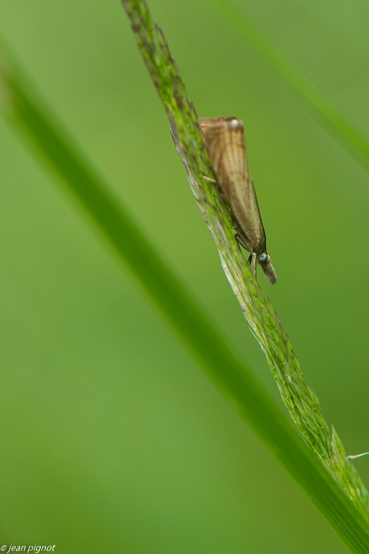 papillon du champs 06 2020-5106.jpg