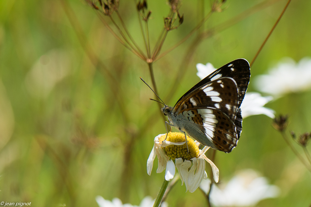 papillon petit sylvain 06 2020-5074.jpg