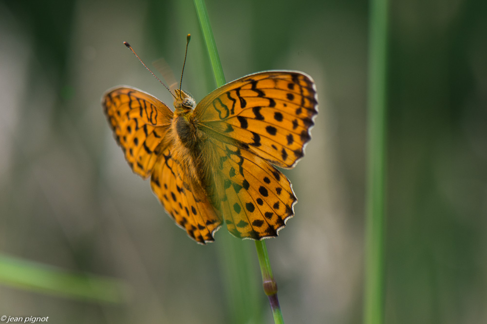 papillons du champ 06 2020-5236.jpg