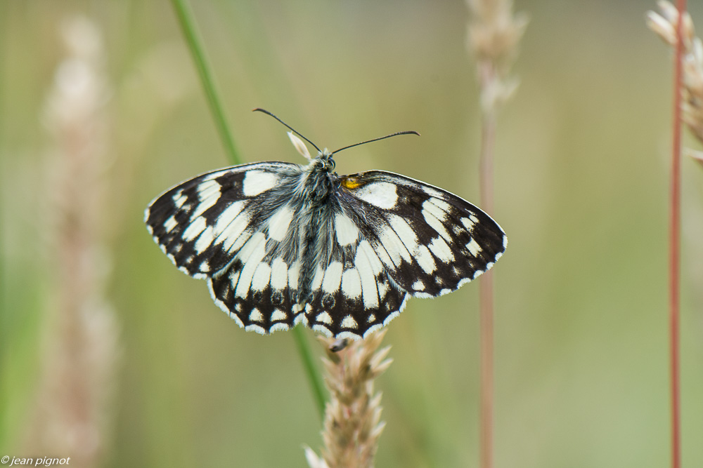 papillons du champ 06 2020-5230.jpg
