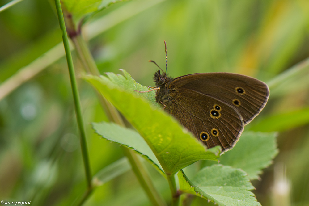 papillons du champ 06 2020-5281.jpg